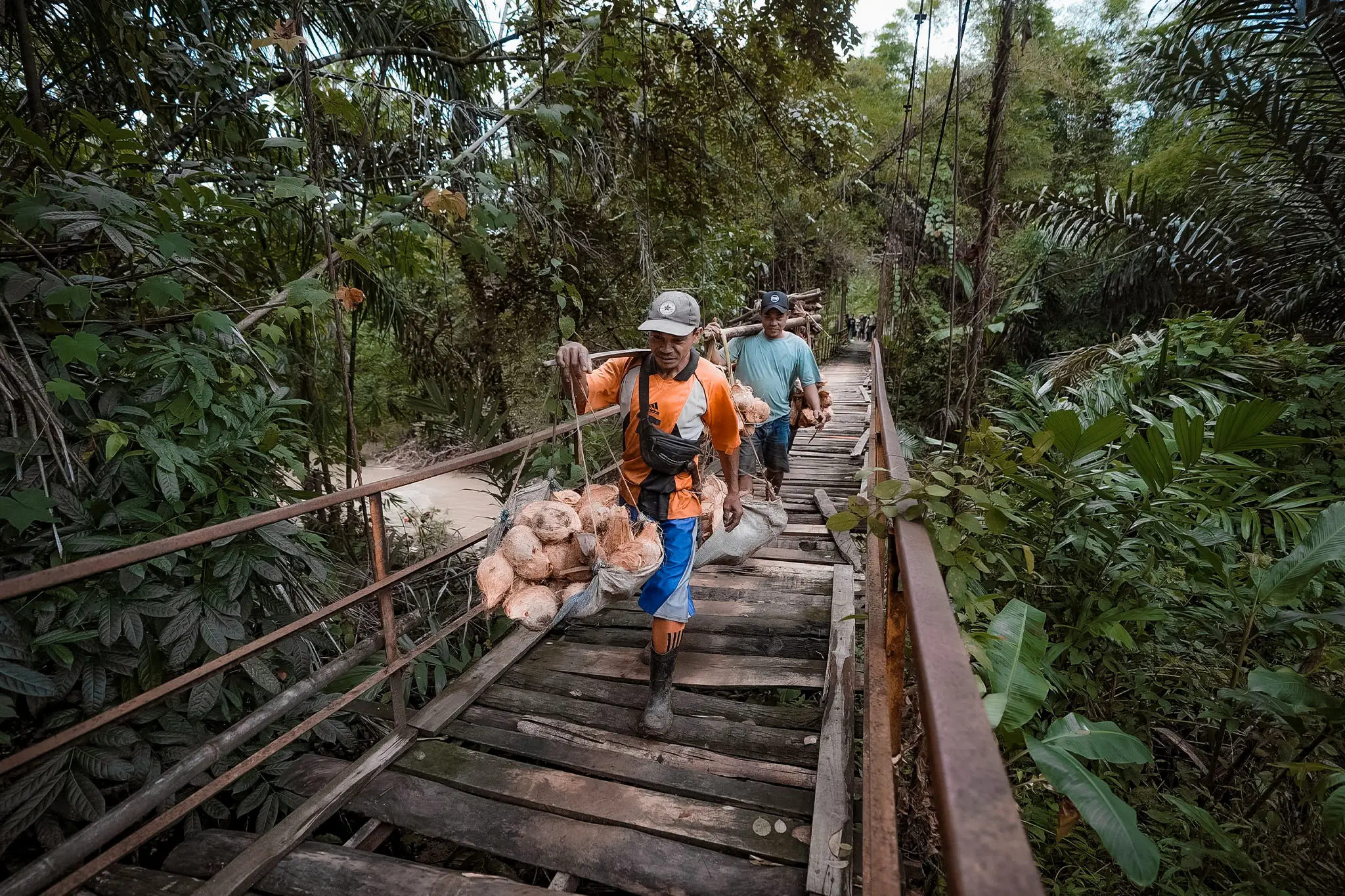 Two laborers carry bags of coconuts across a wooden bridge surrounded by lush green foliage in a tropical rainforest.